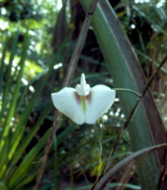 orquideaenlaselva001.jpg